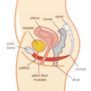 pelvis image pelvis image